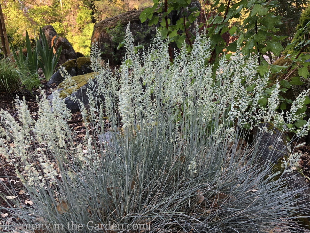 Designing with Ornamental Grasses