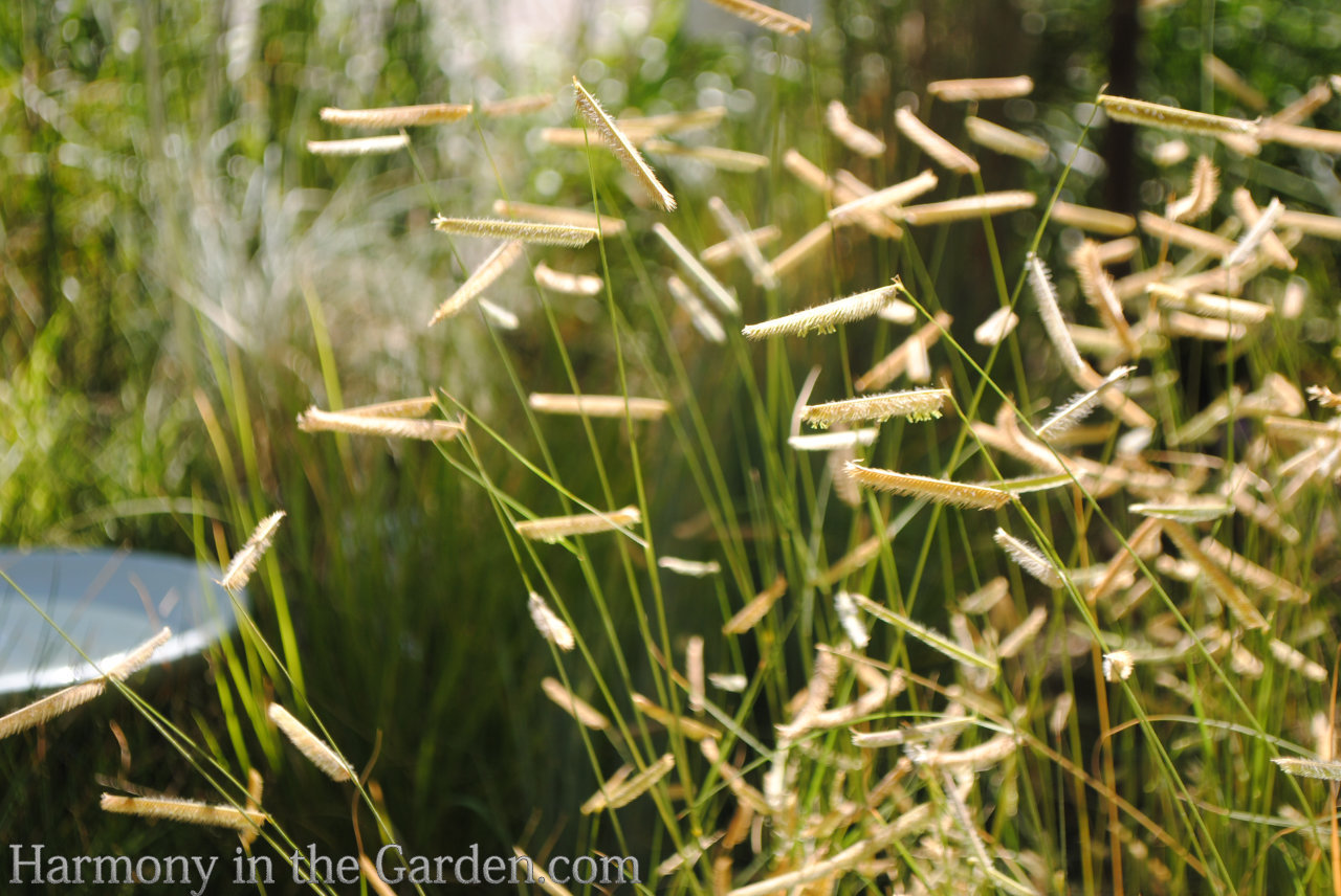 Designing with Ornamental Grasses