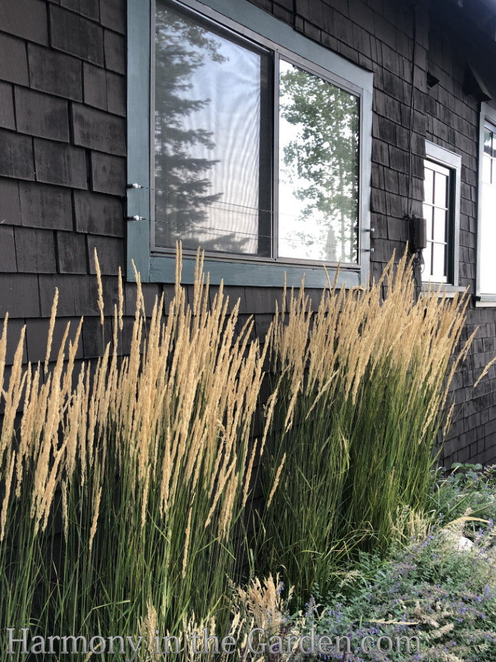 Designing with Ornamental Grasses