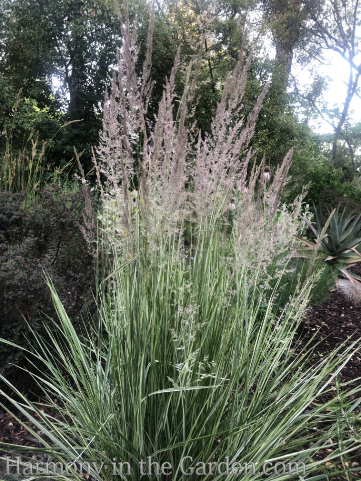 Designing with Ornamental Grasses