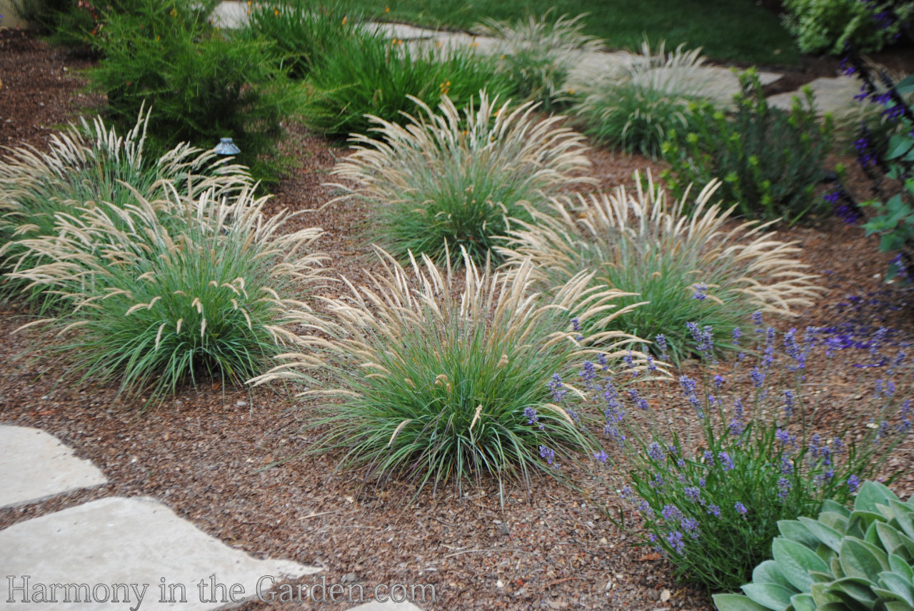 Designing with Ornamental Grasses