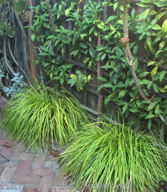 Designing with Ornamental Grasses - Harmony in the Garden