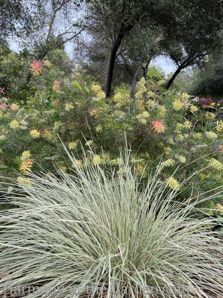 Designing ornamental grasses