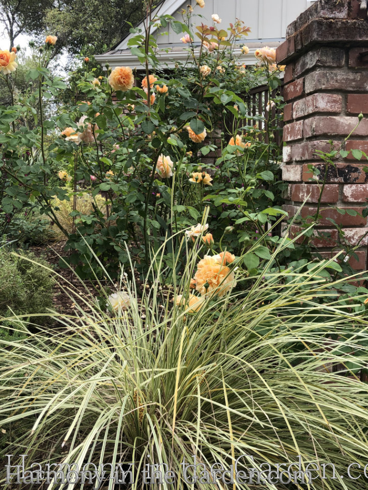 Designing with Ornamental Grasses