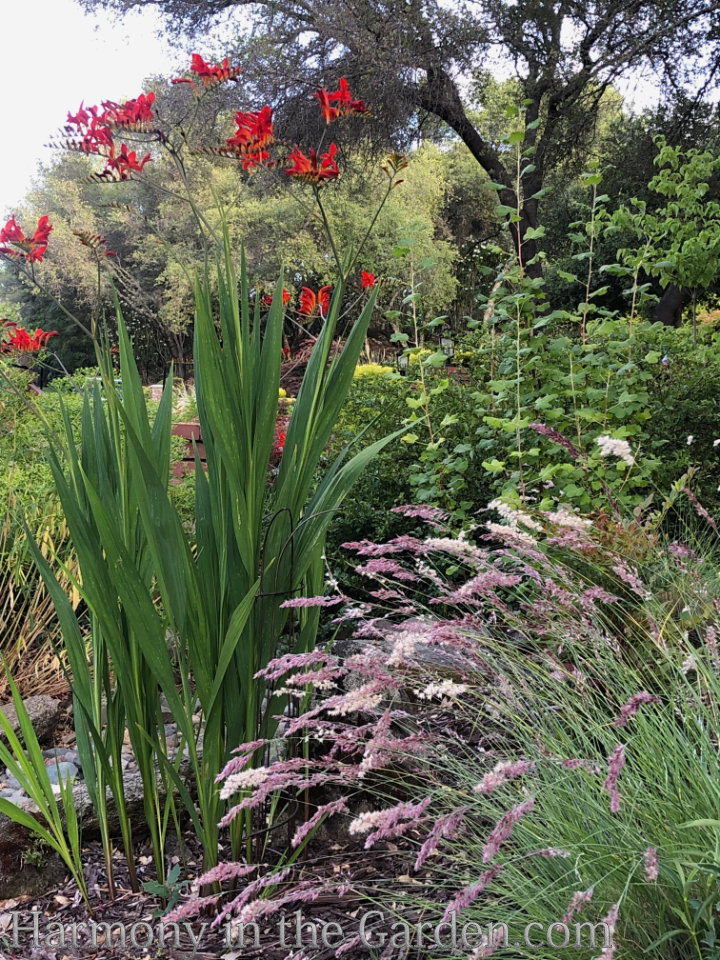 Designing with Ornamental Grasses