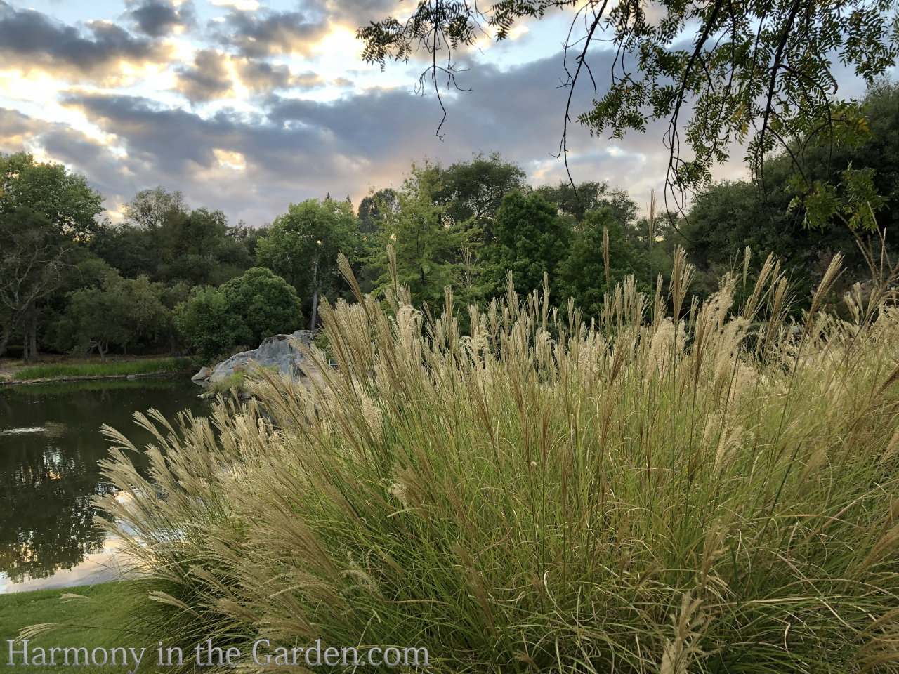 Designing with Ornamental Grasses