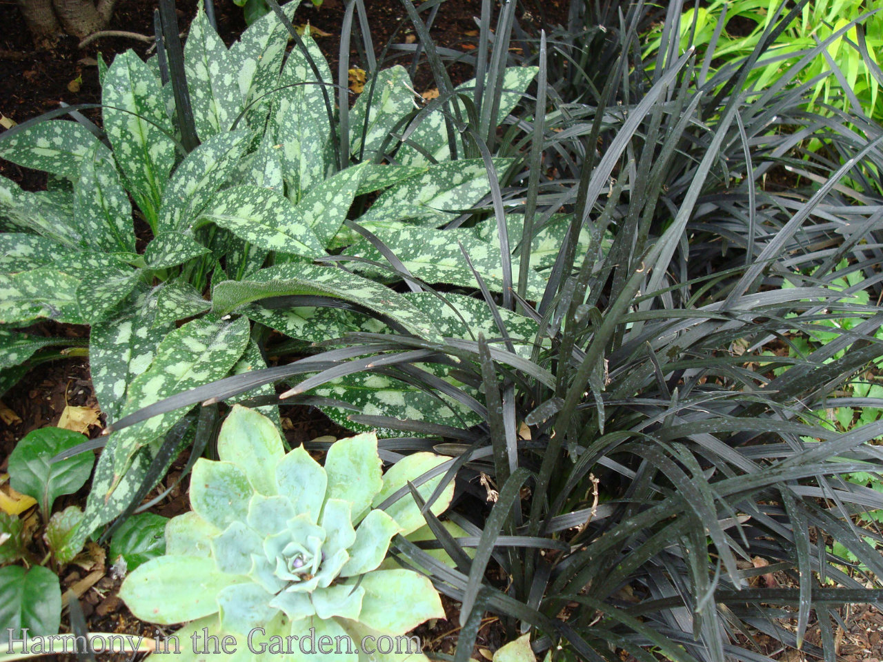 Designing with Ornamental Grasses