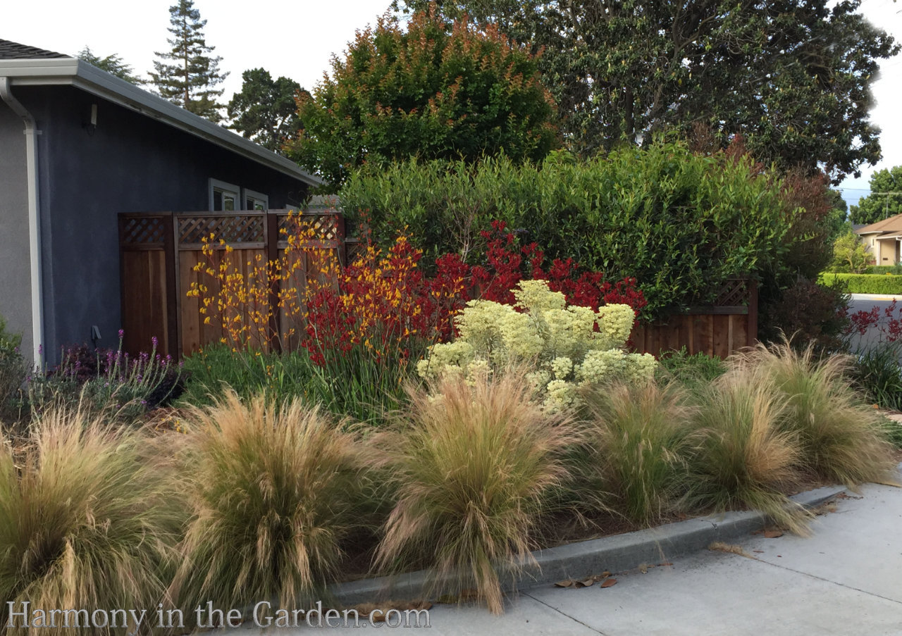 Fountain Grass Landscape