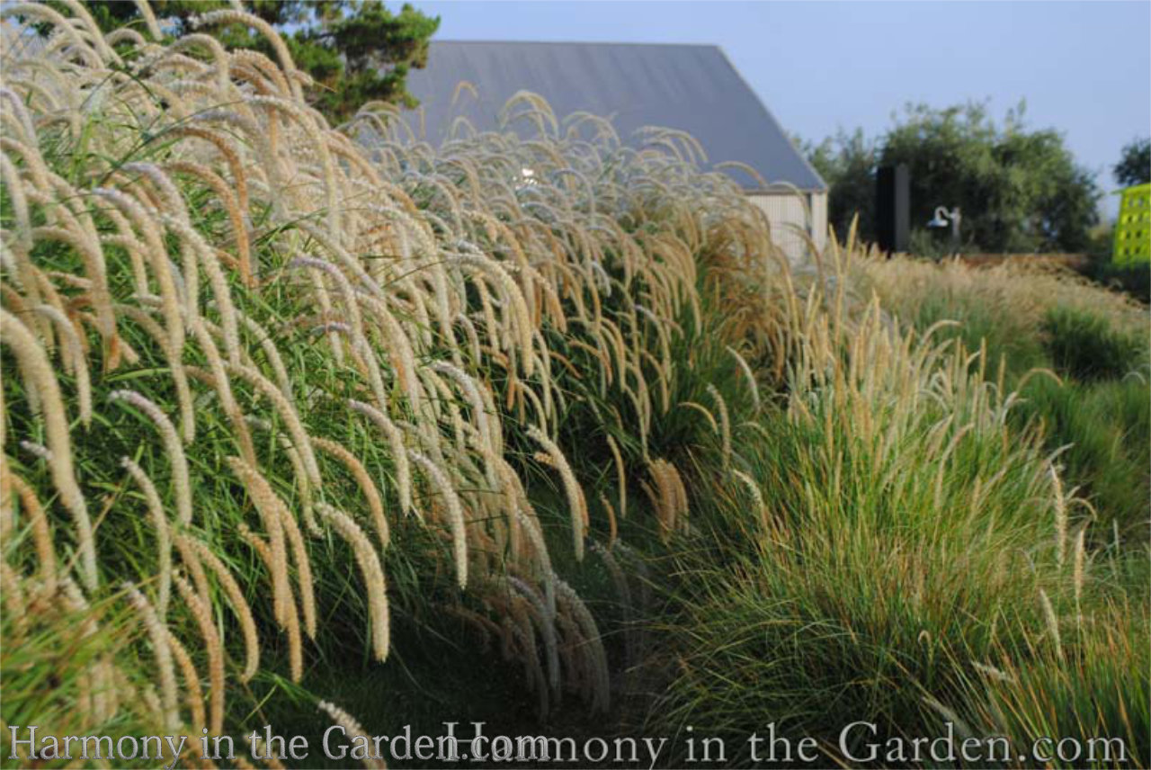 Designing with Ornamental Grasses