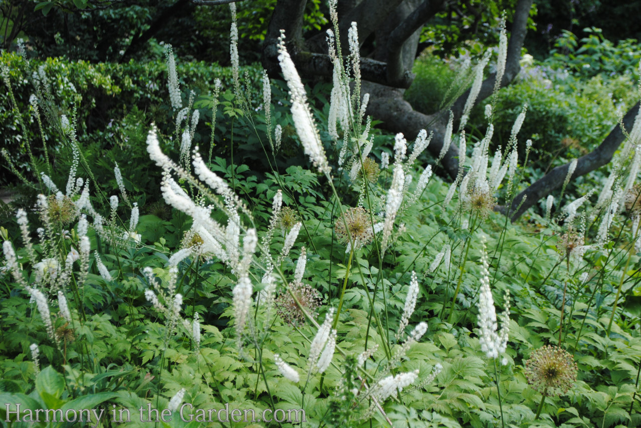 white in the garden