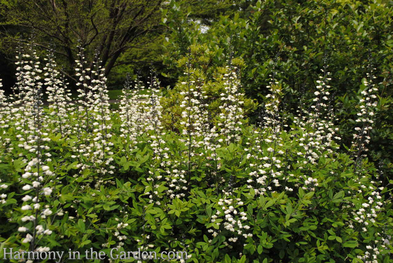 white in the garden