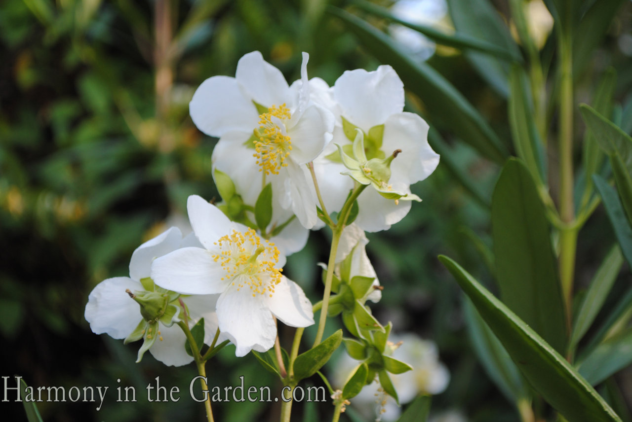 using white in the garden