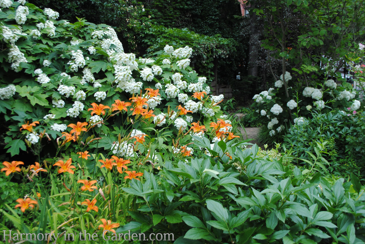 white in the garden