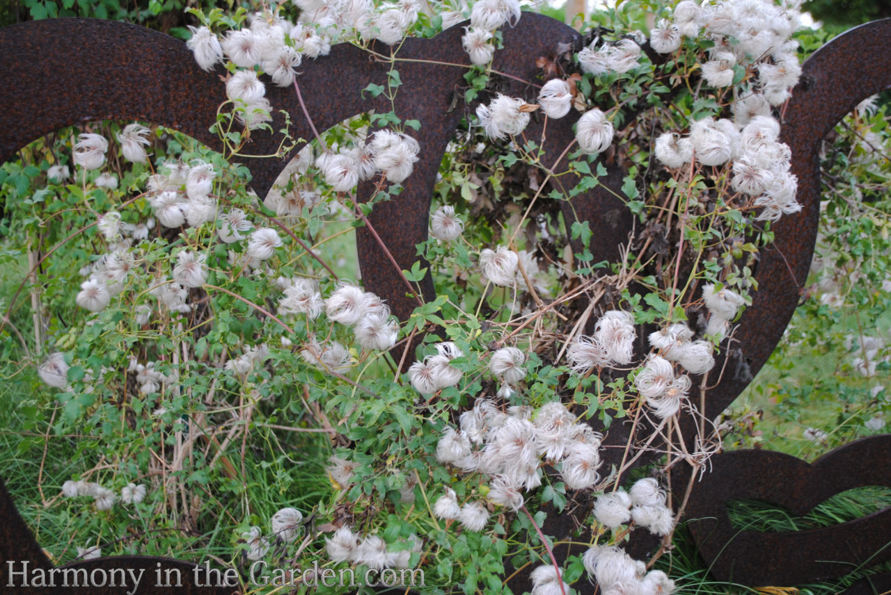 How to use white in the garden