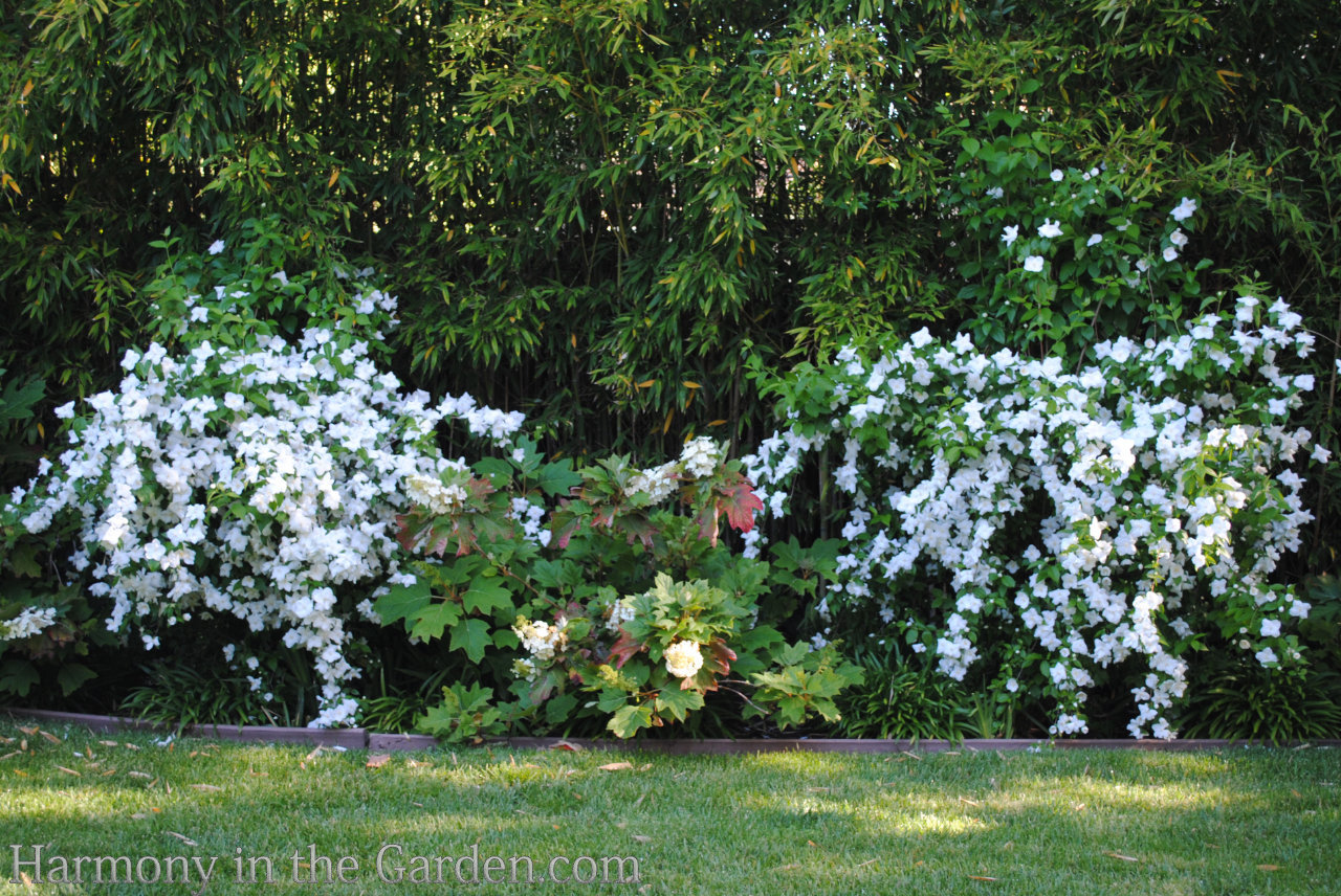 Using white in the garden