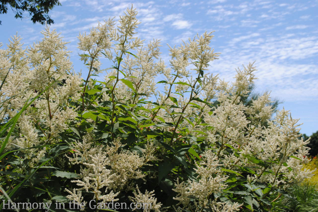 How to use white in the garden