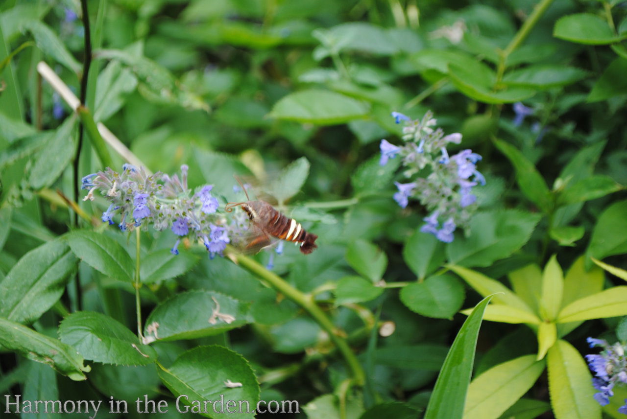 How to use white in the garden