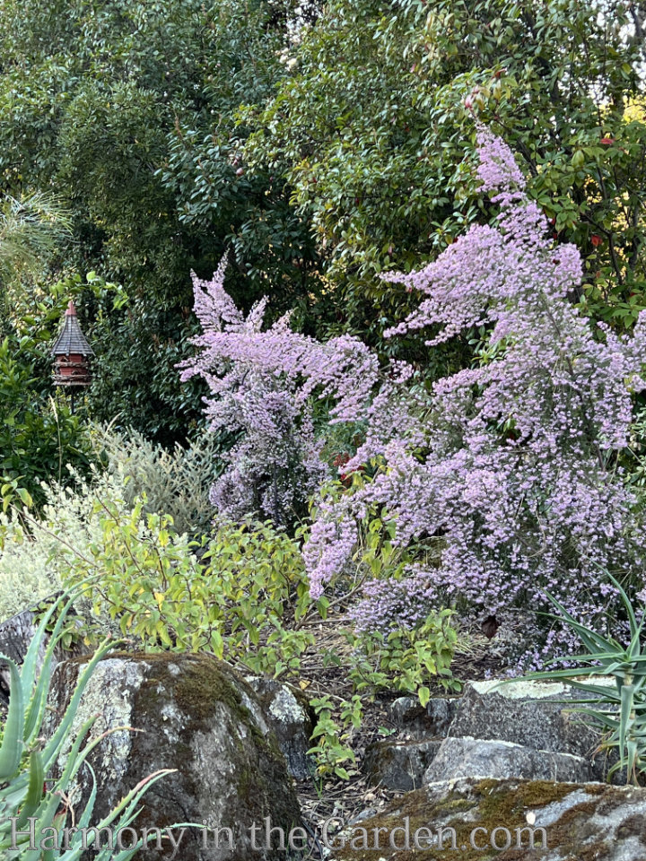 creating a rain garden