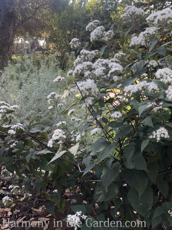 Eupatorium rugosum 'Chocolate' & Westringea 'Smoky'