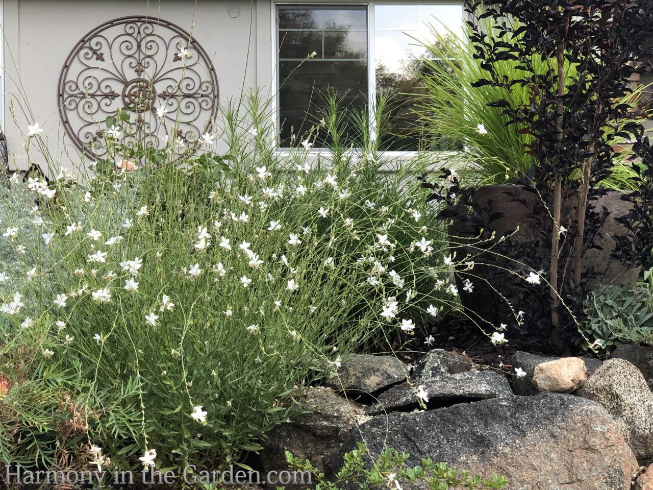 using white in the garden