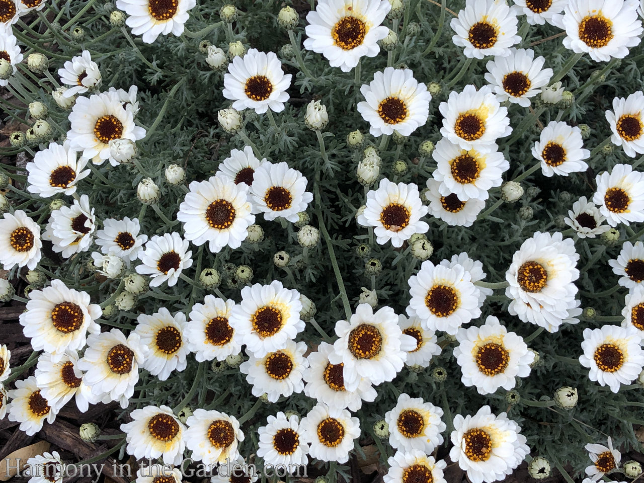 white in the garden