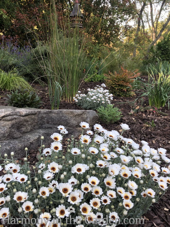 white in the garden