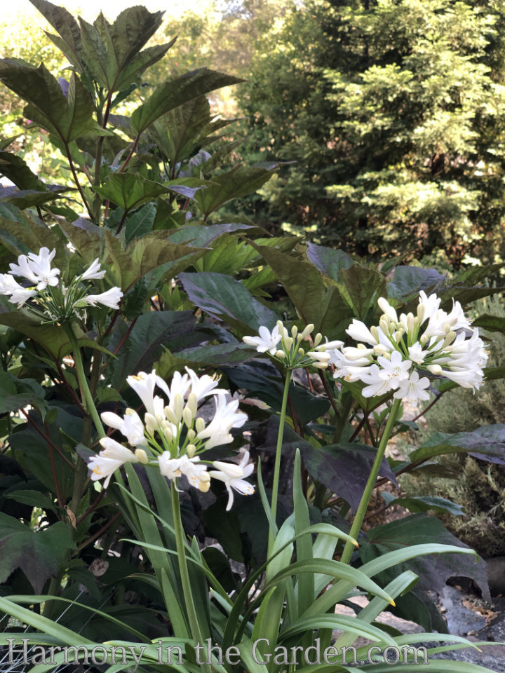 white in the garden