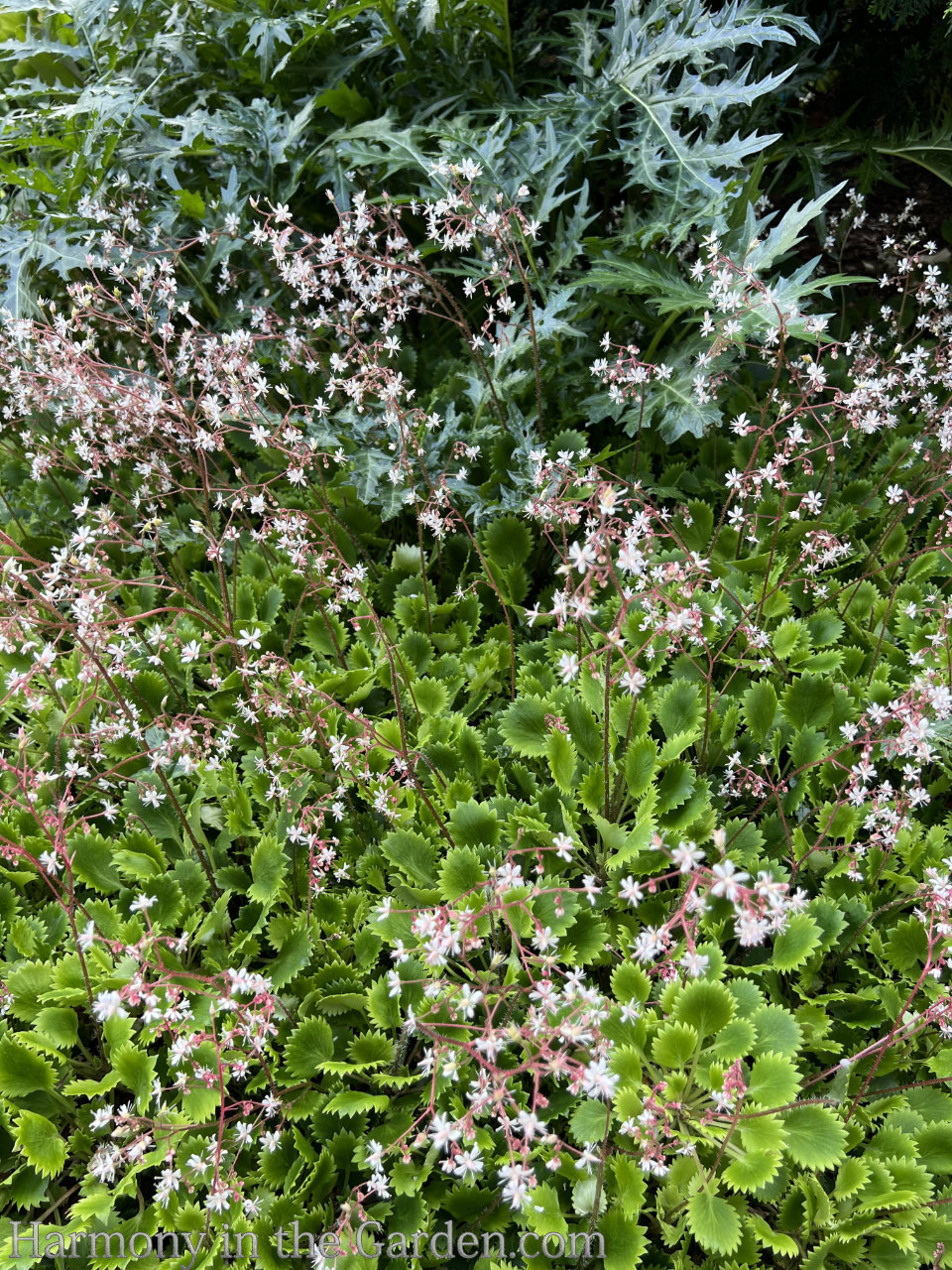 white in the garden