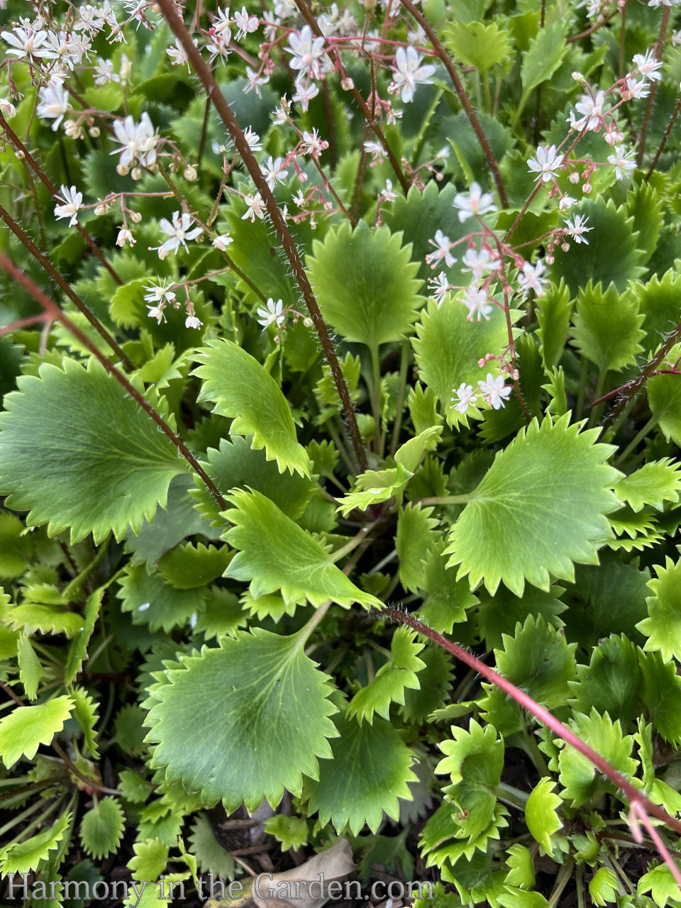 use white in the garden