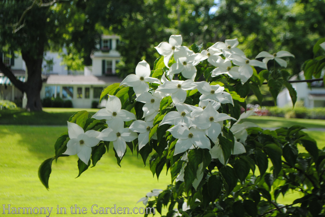 How to use white in the garden