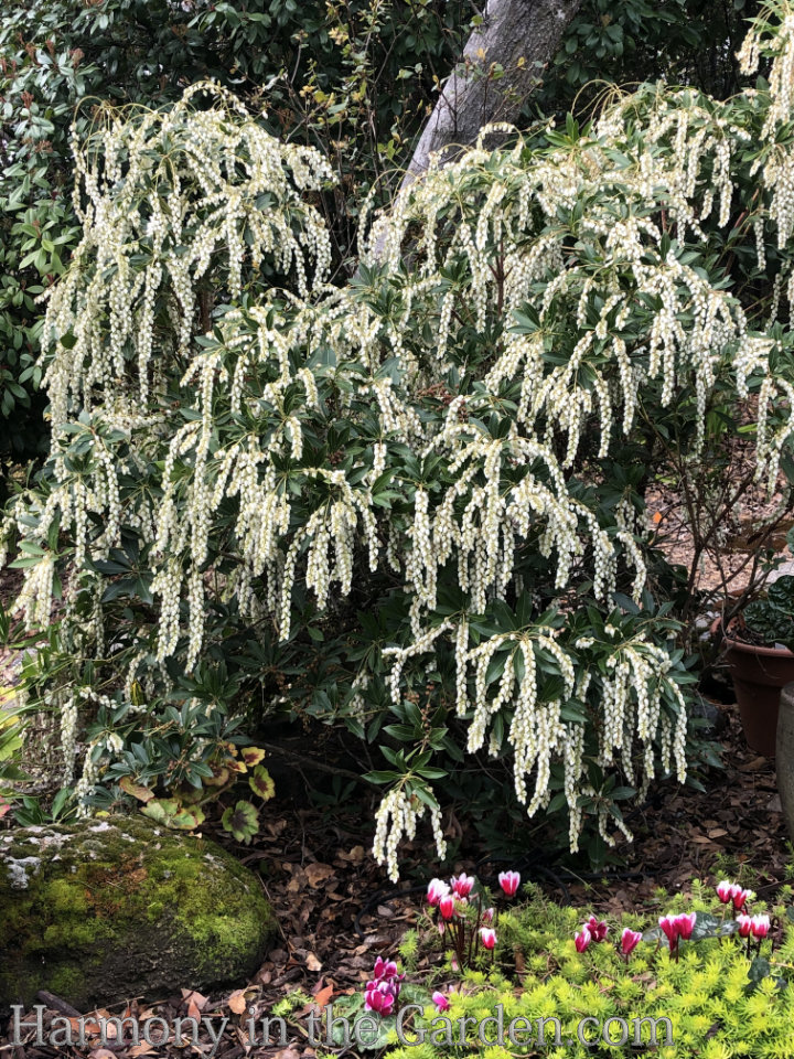 white in the garden