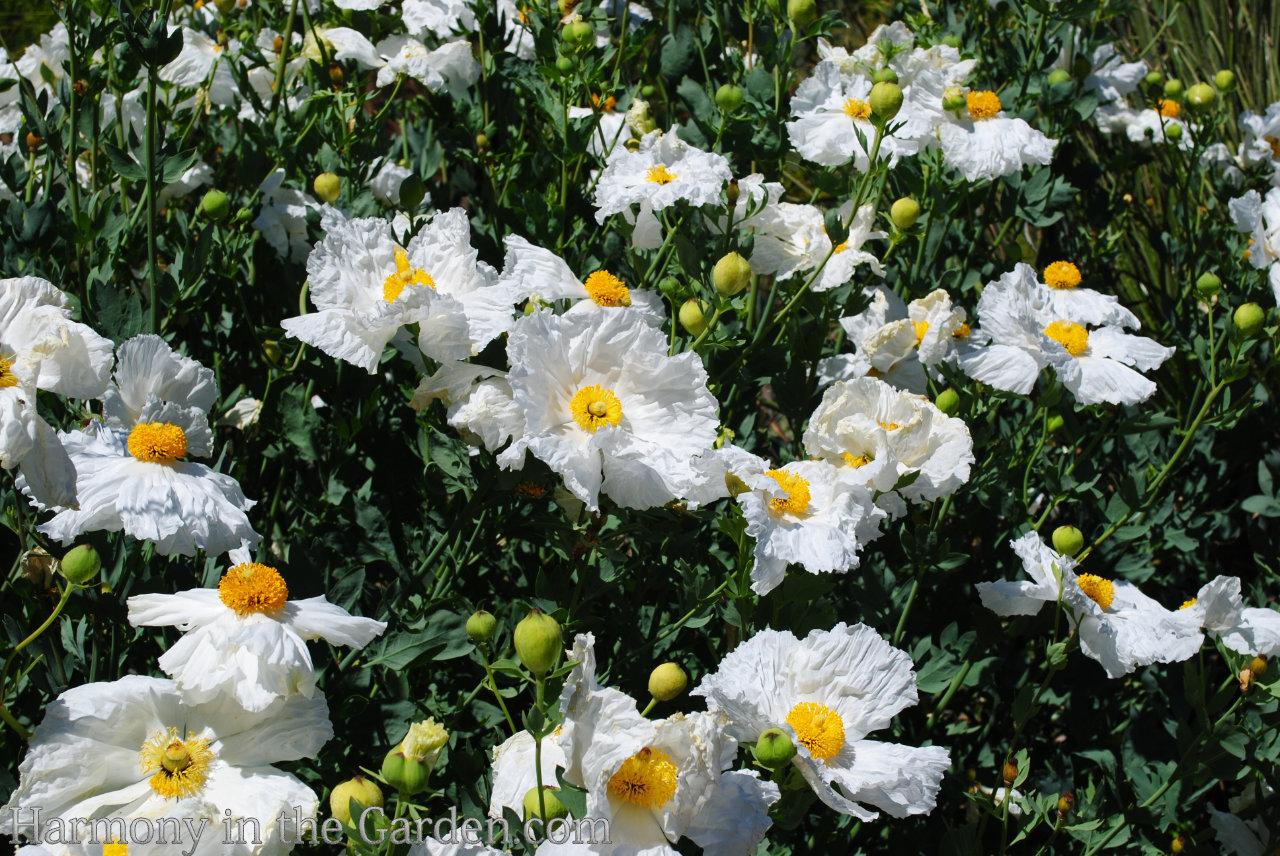 white in the garden