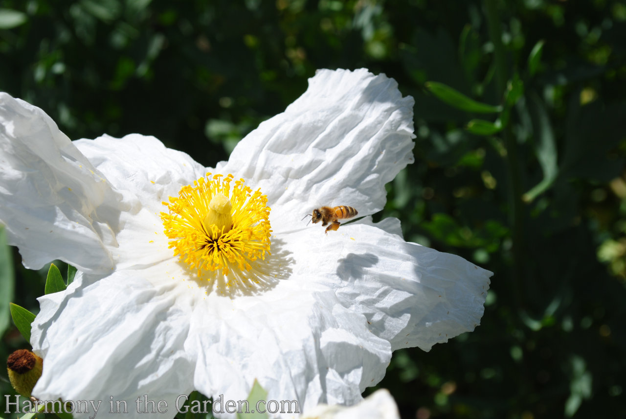 using white in the garden