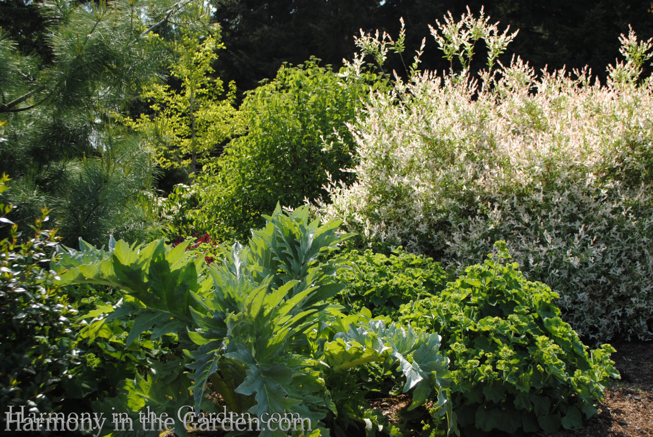 white in the garden