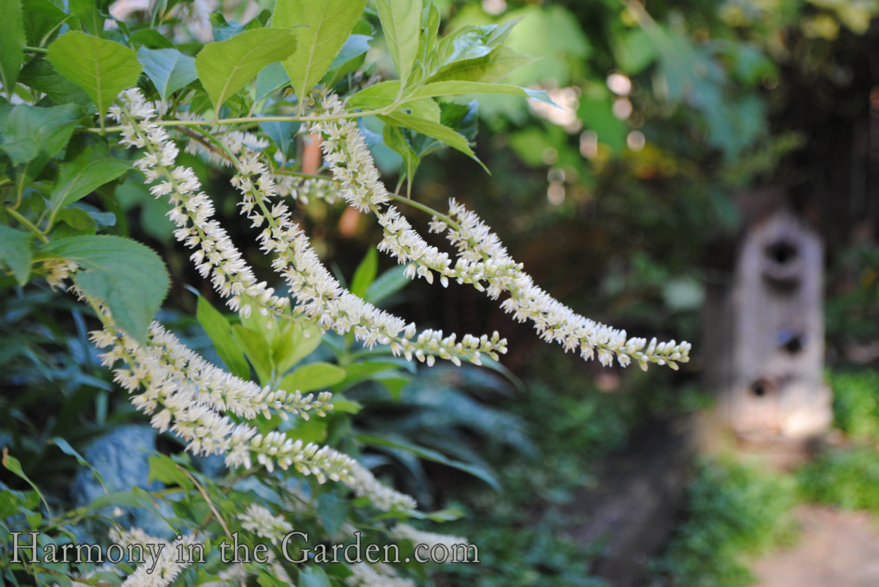 using white in the garden