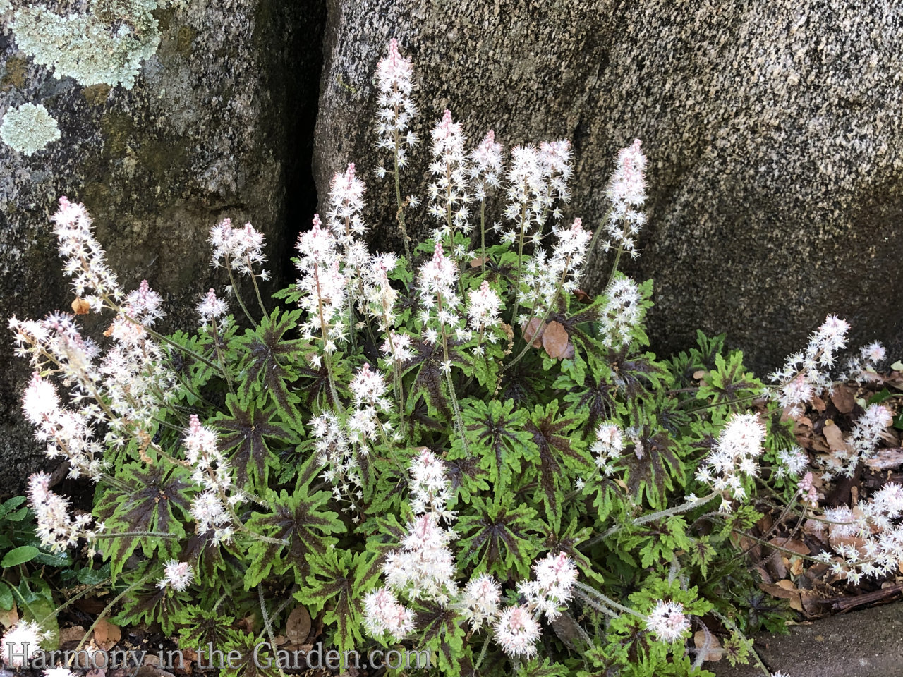 how to use white in the garden