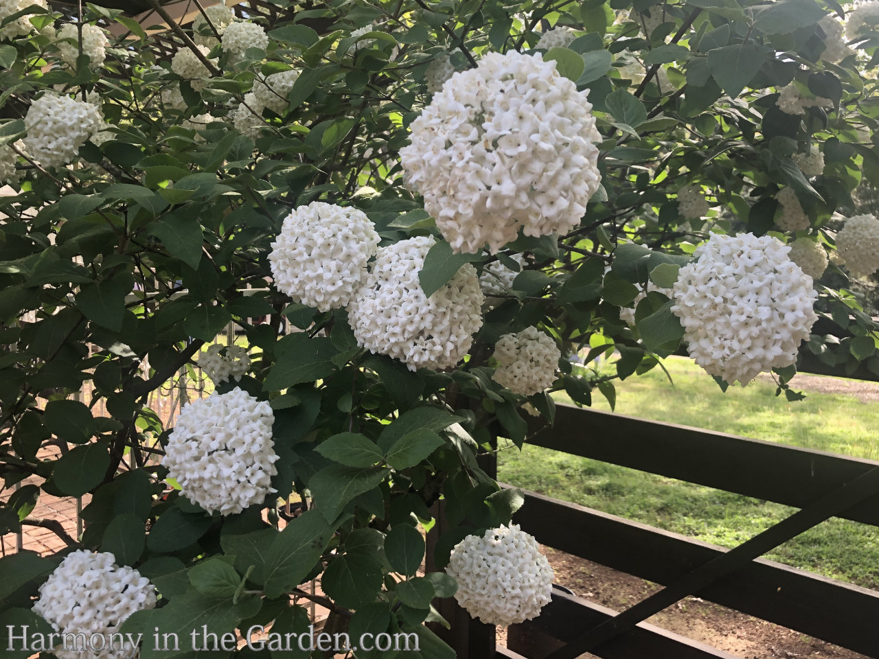 white in the garden