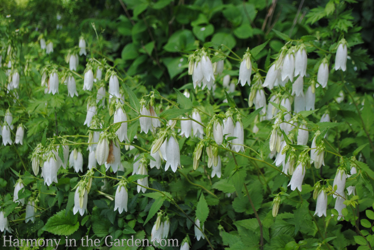 white in the garden