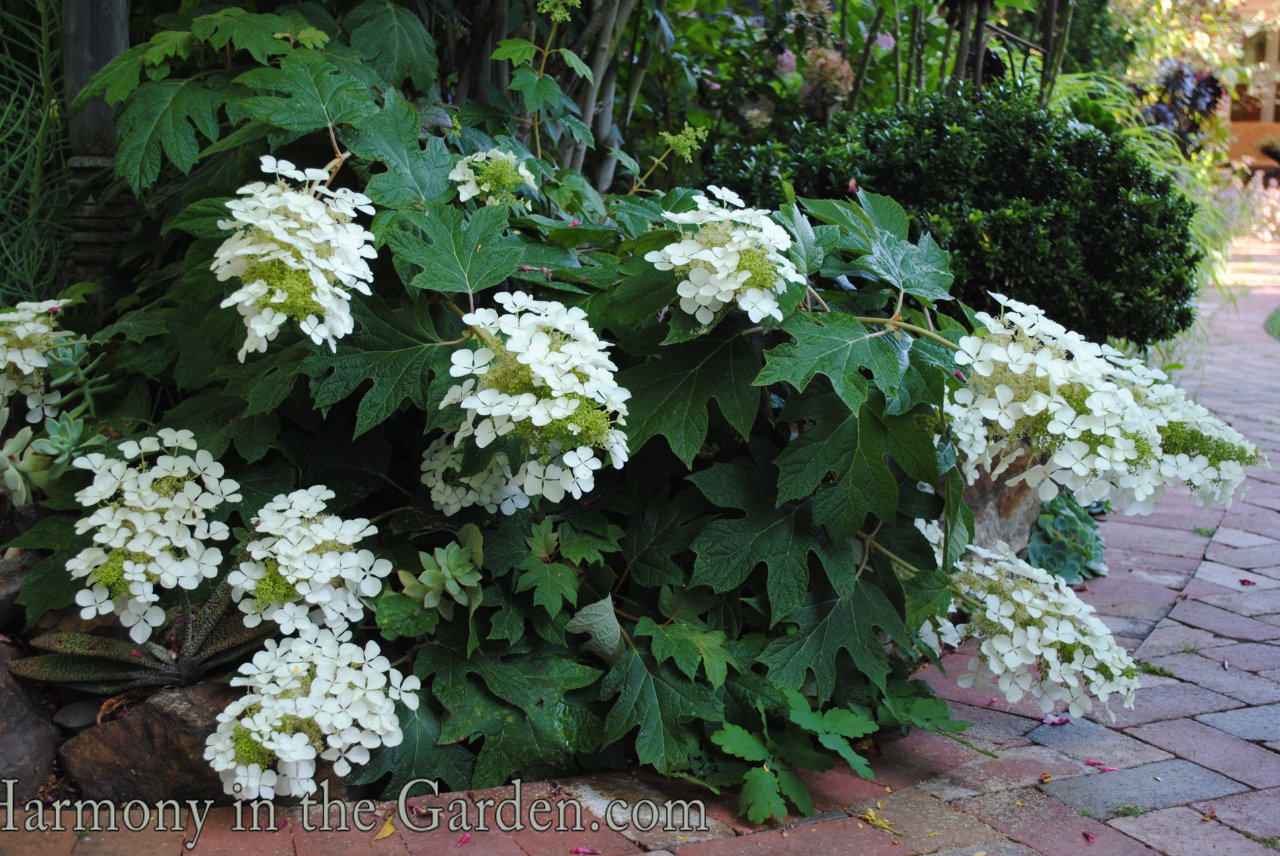 How to use white in the garden