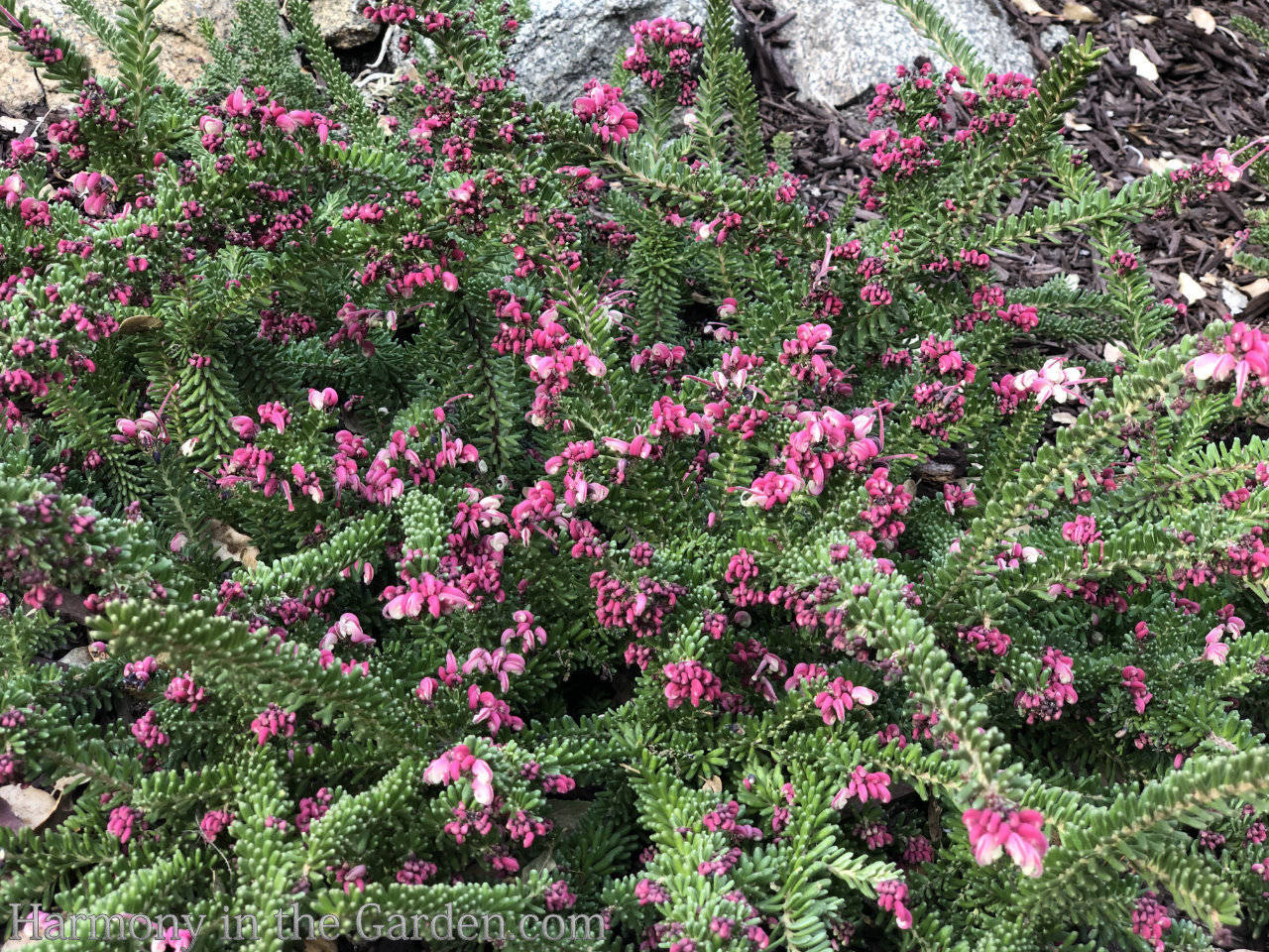 pink color fall garden