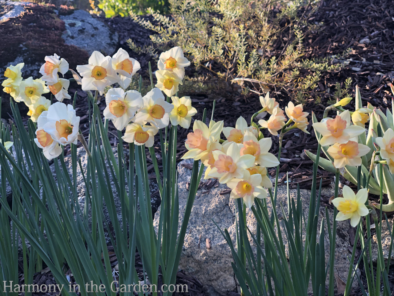 spring bulb garden design