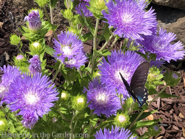 heat loving perennial