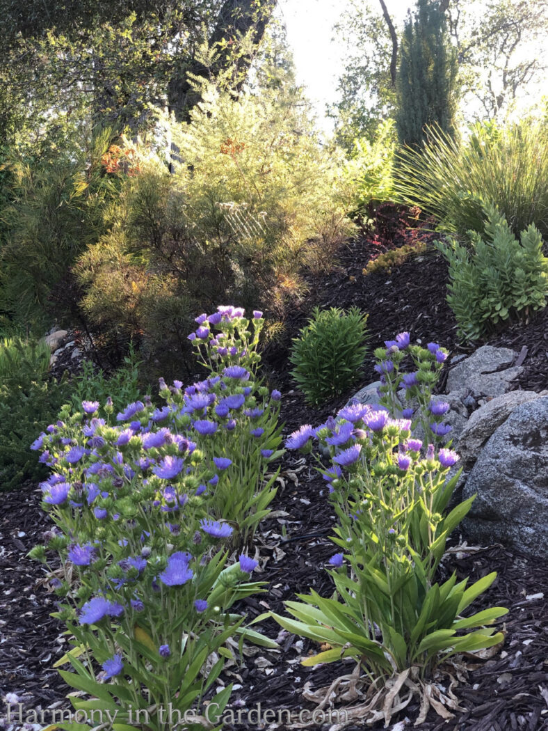 Barren Berm to Pollinator Paradise