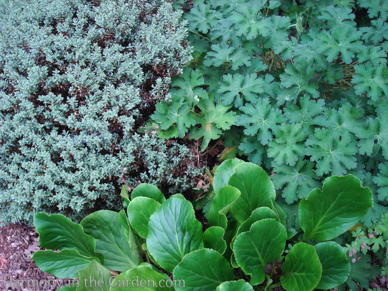 geraniums pelargoniums