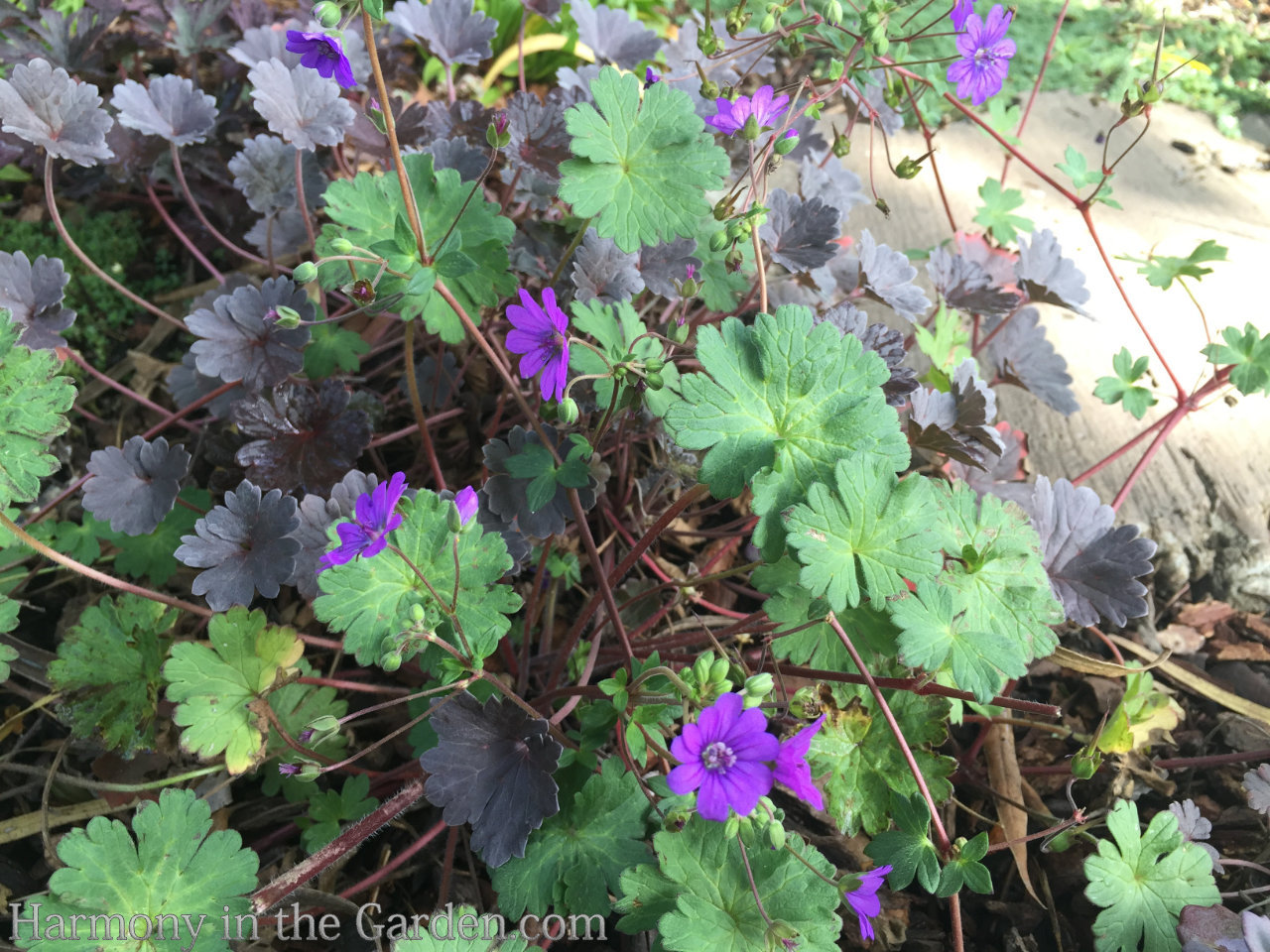 geraniums pelargoniums