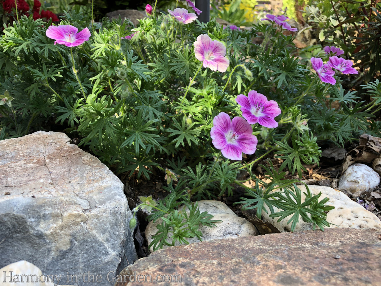 geraniums pelargoniums