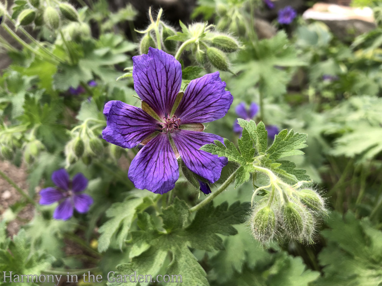 geraniums pelargoniums