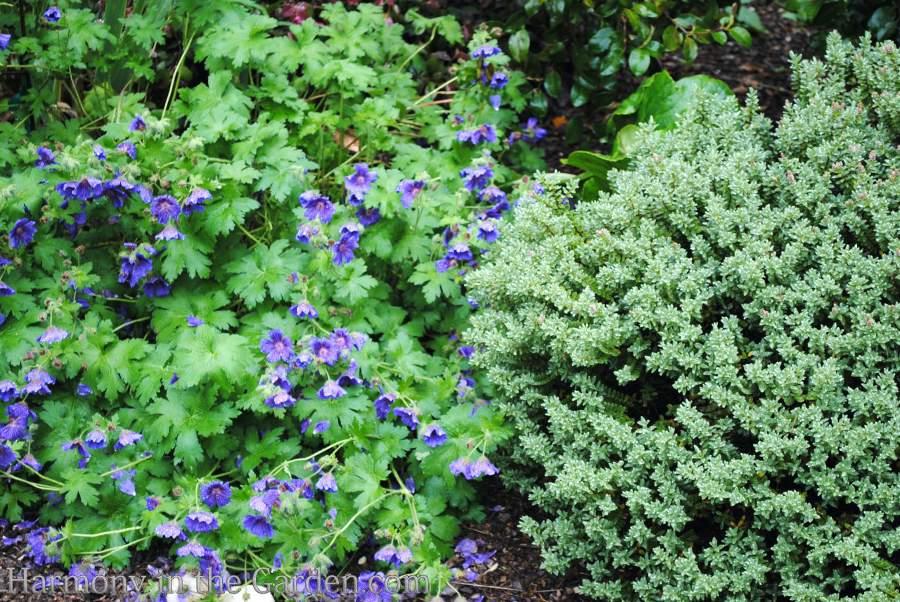 geraniums pelargoniums