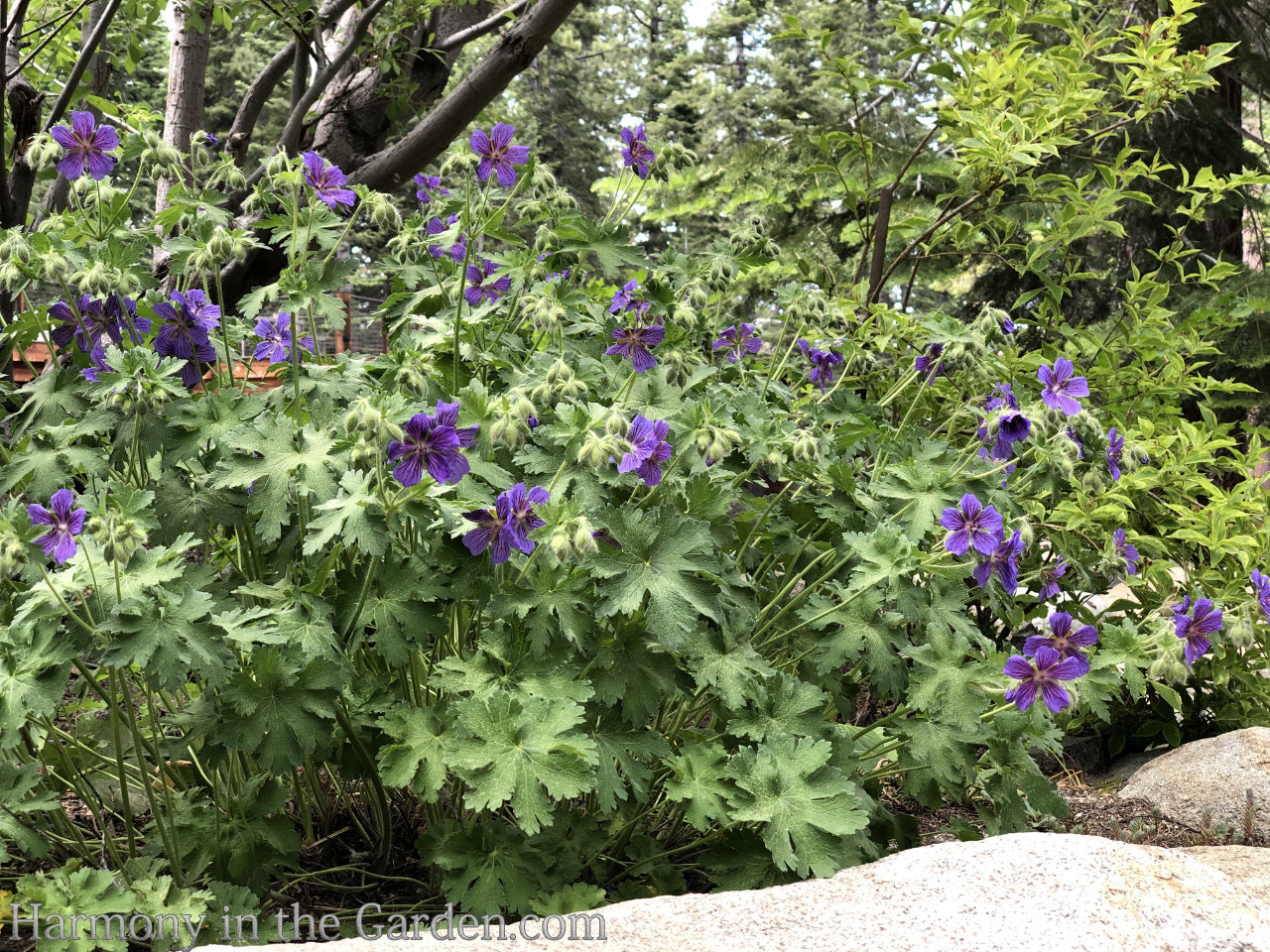 geraniums pelargoniums