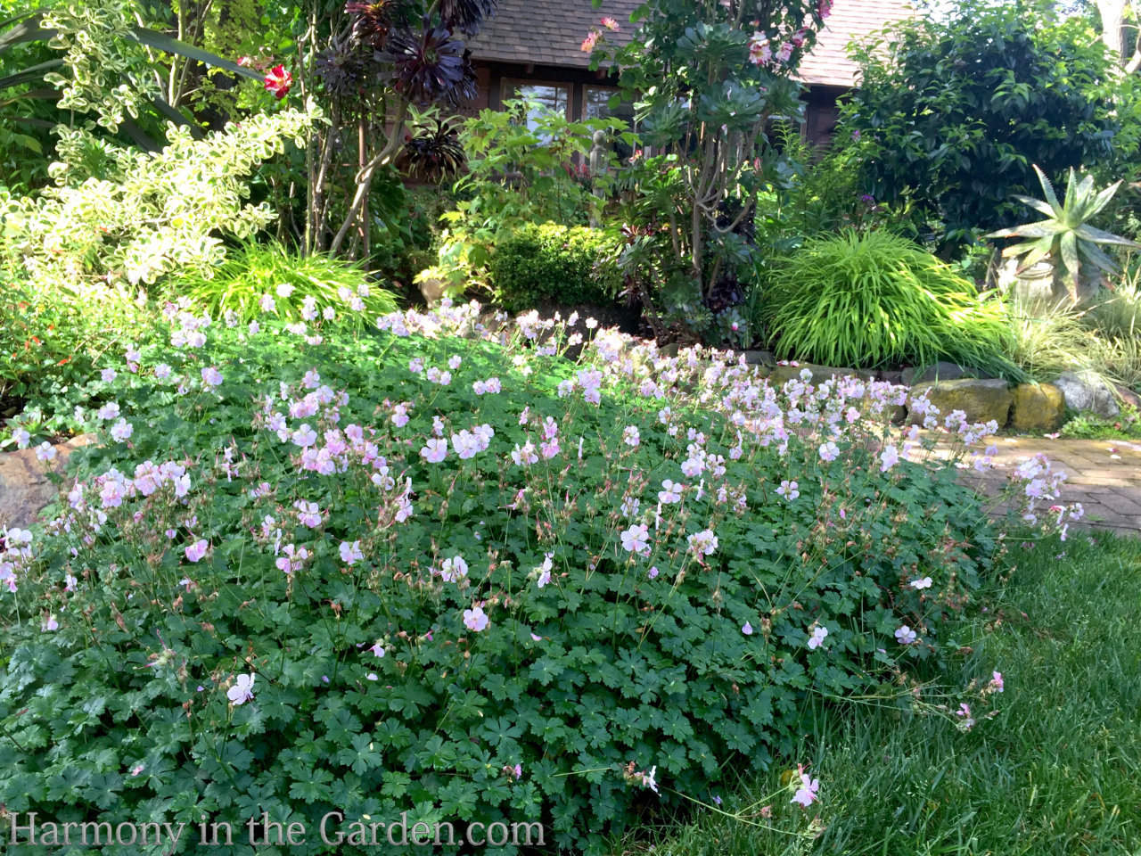 geraniums pelargoniums